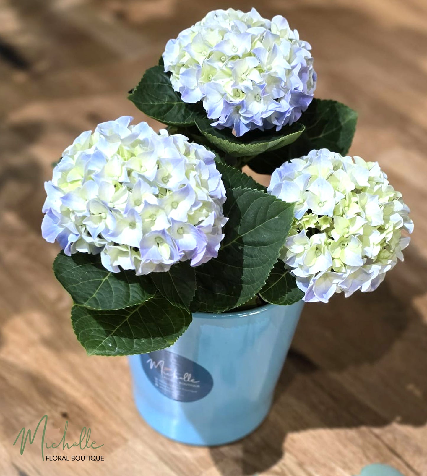 Hortensie