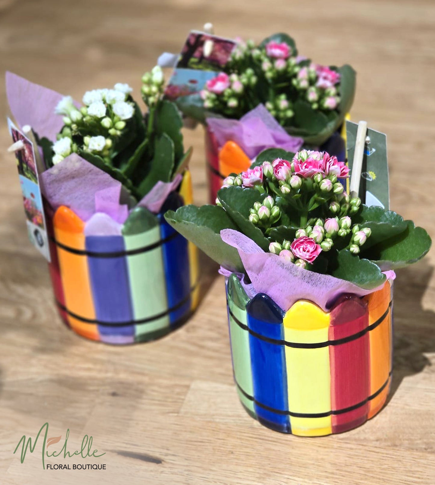 Kalanchoe