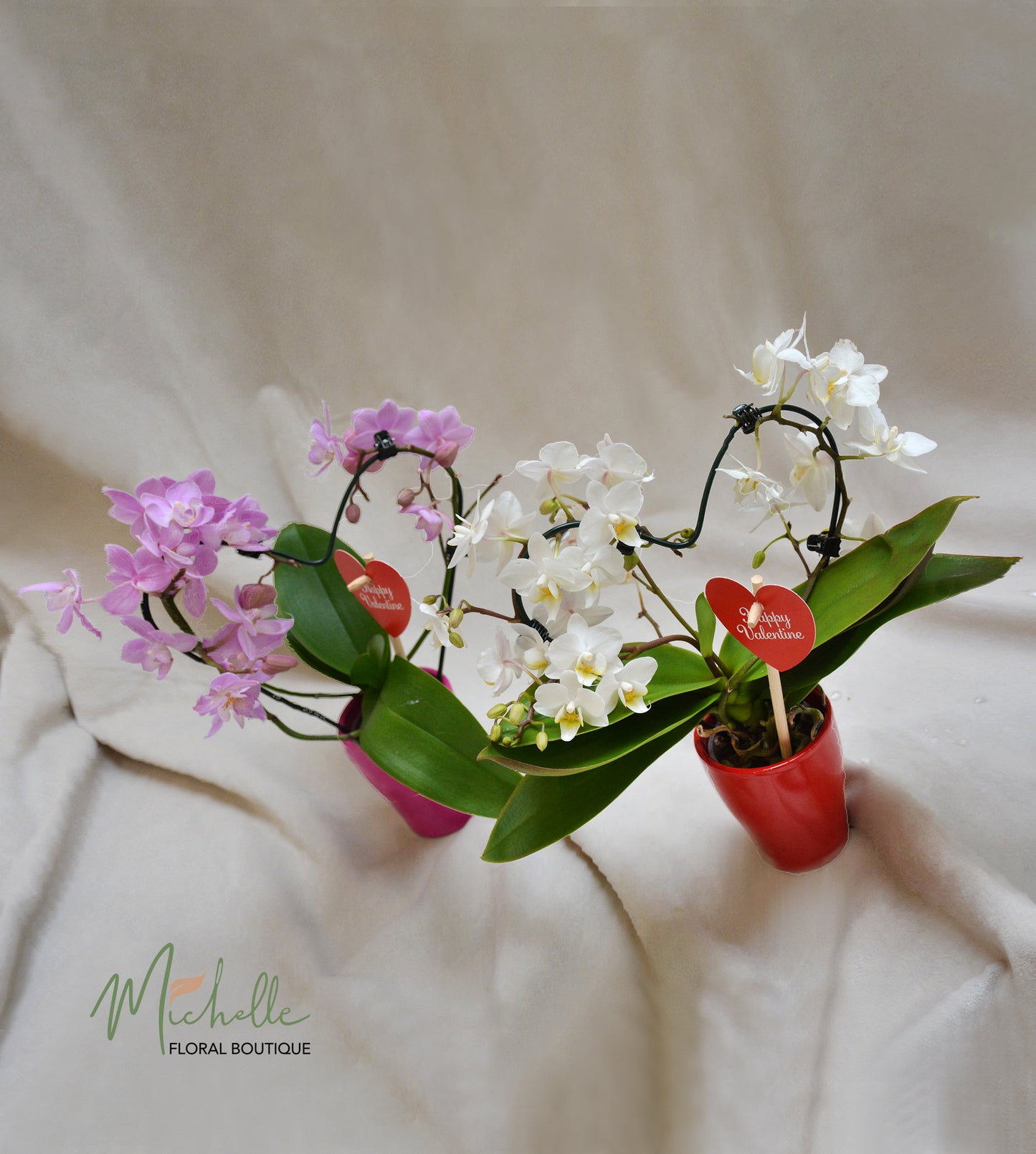 Orhidee phalaenopsis mini