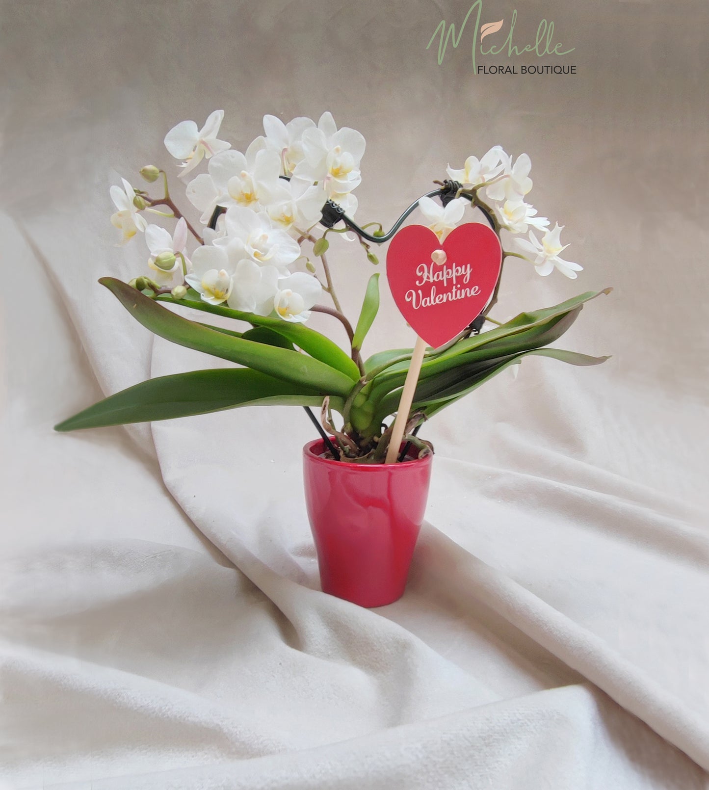 Orhidee phalaenopsis mini
