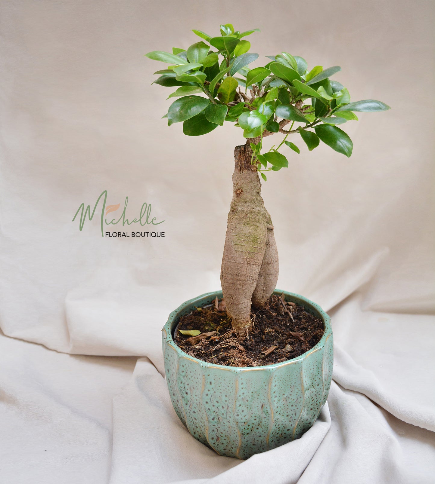 Ficus Ginseng