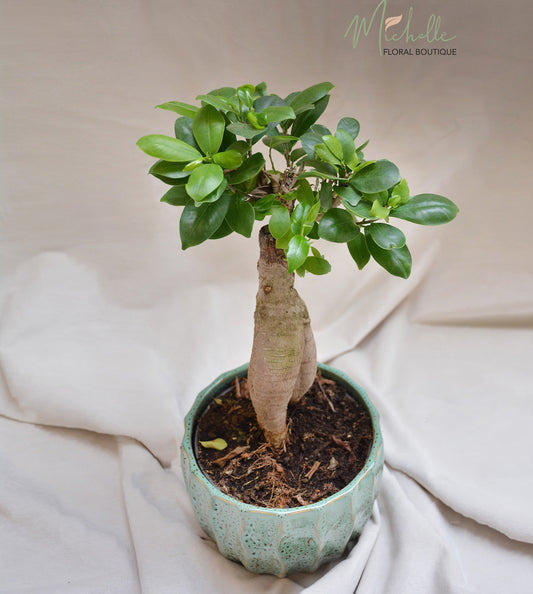 Ficus Ginseng