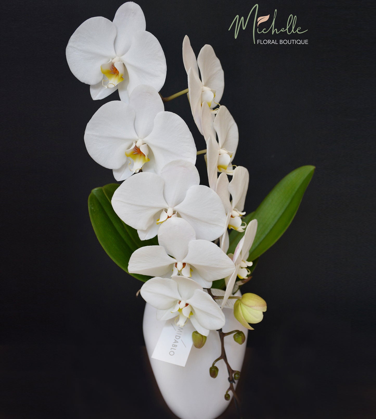 Phalaenopsis Formidabilo