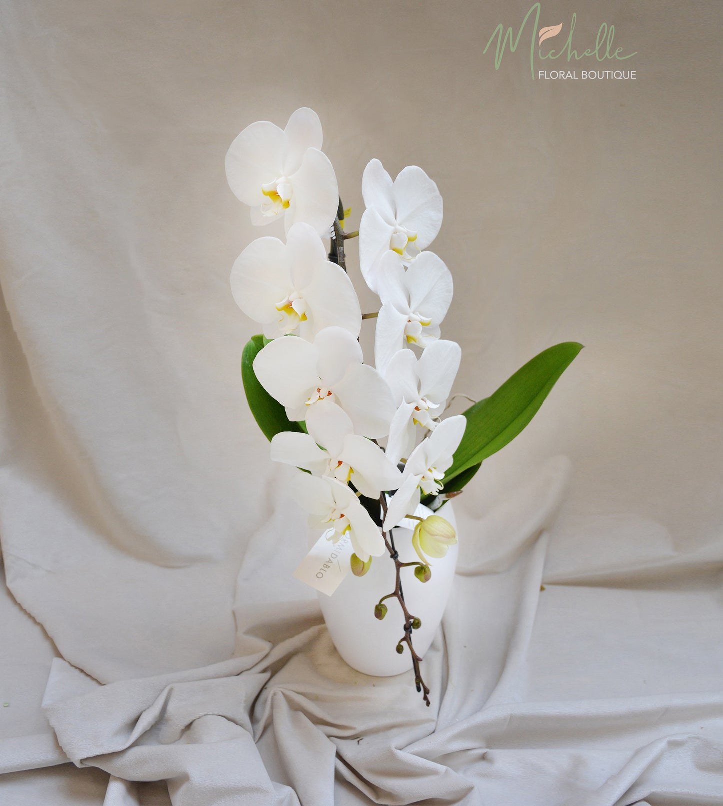 Phalaenopsis Formidabilo