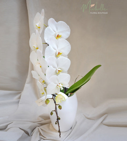 Phalaenopsis Formidabilo