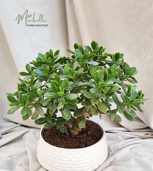 Crassula ovata