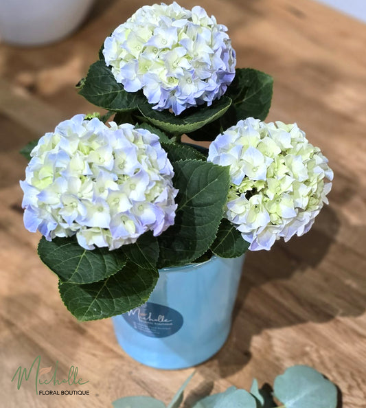 Hortensie