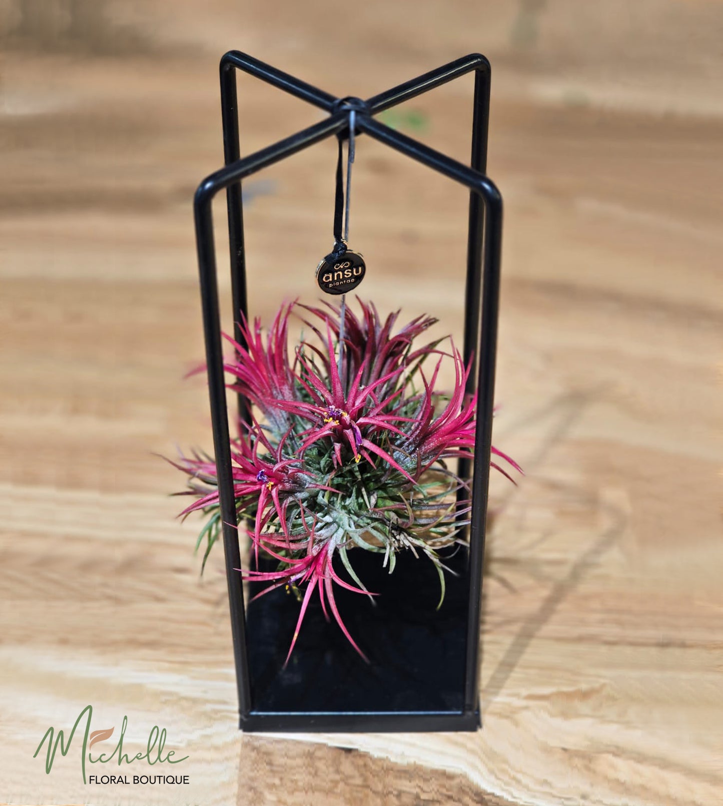 Planta aeriana thilansia