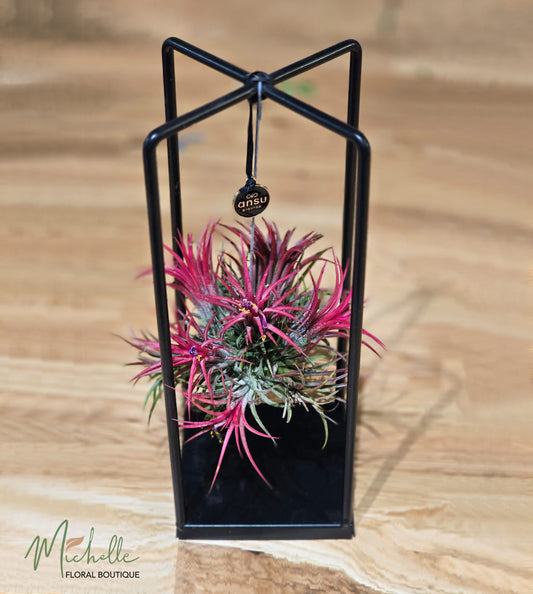 Planta aeriana thilansia
