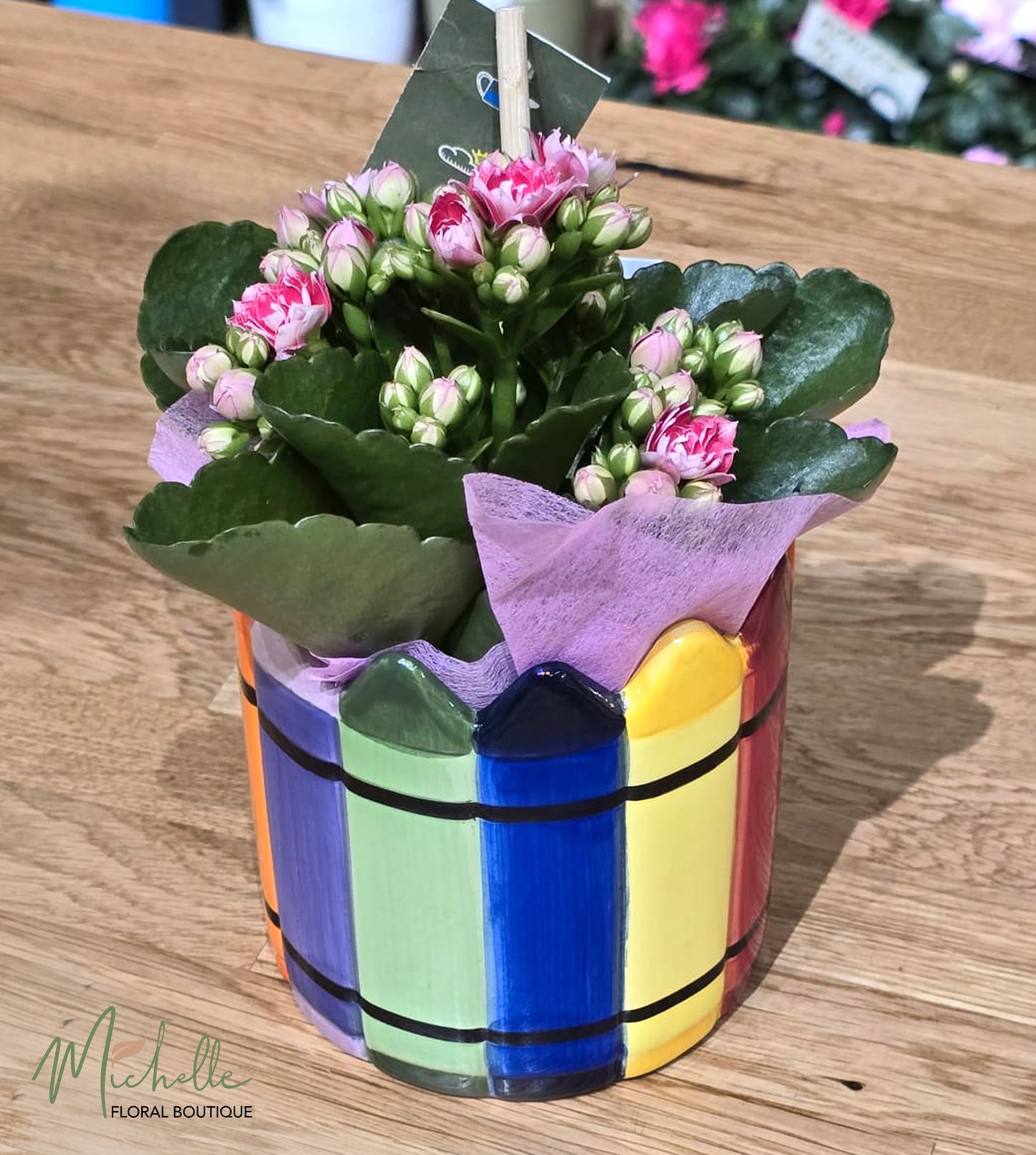 Kalanchoe