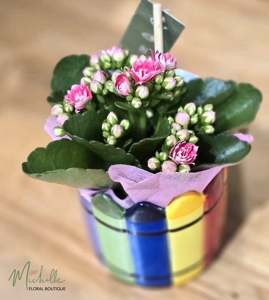 Kalanchoe