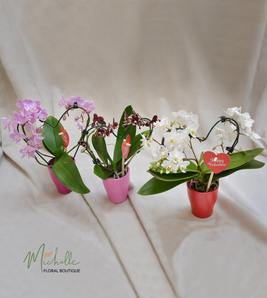 Orhidee phalaenopsis mini