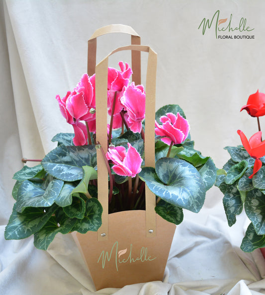 Cyclamen