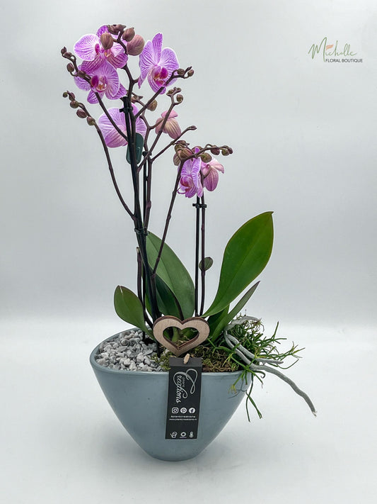 Aranjament orhidee in vas ceramic