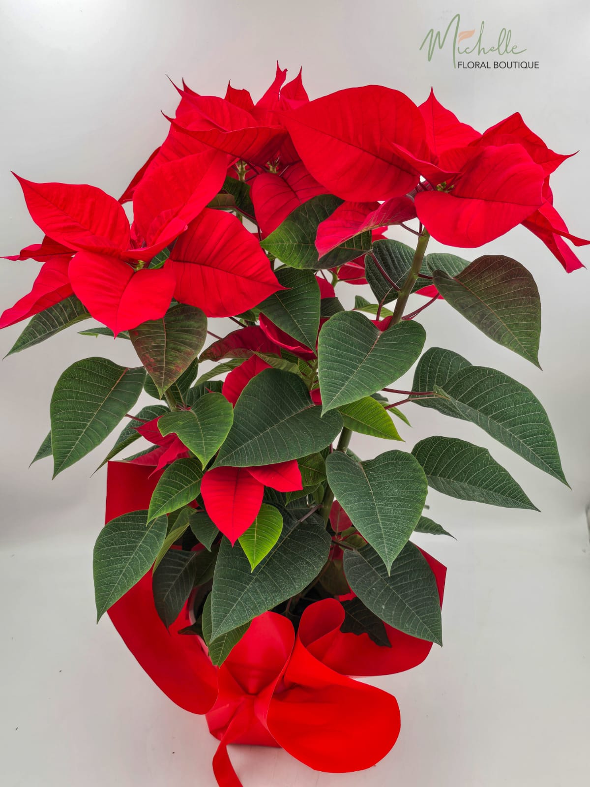 Craciunita (Steaua Craciunului)