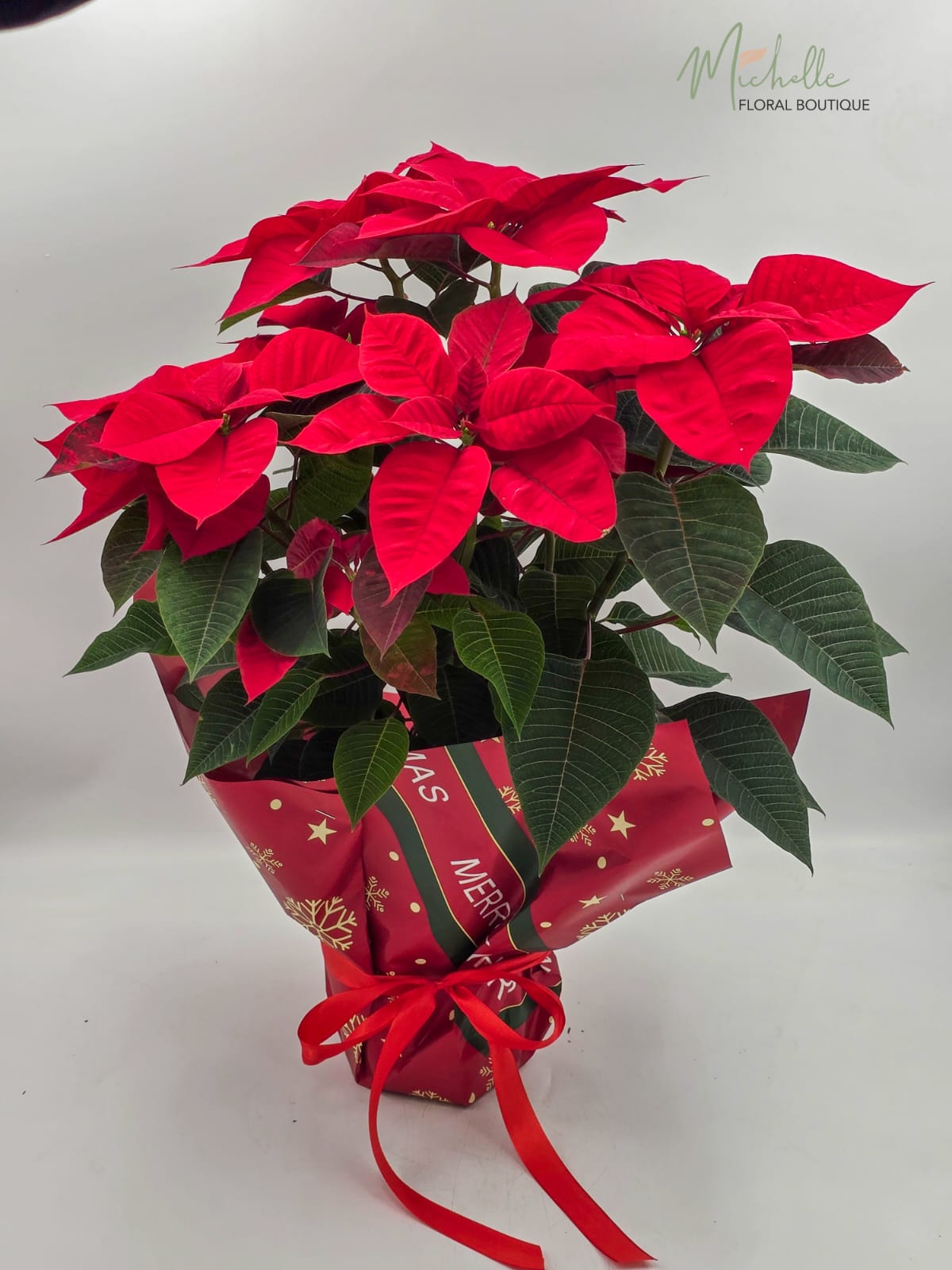 Craciunita (Steaua Craciunului)