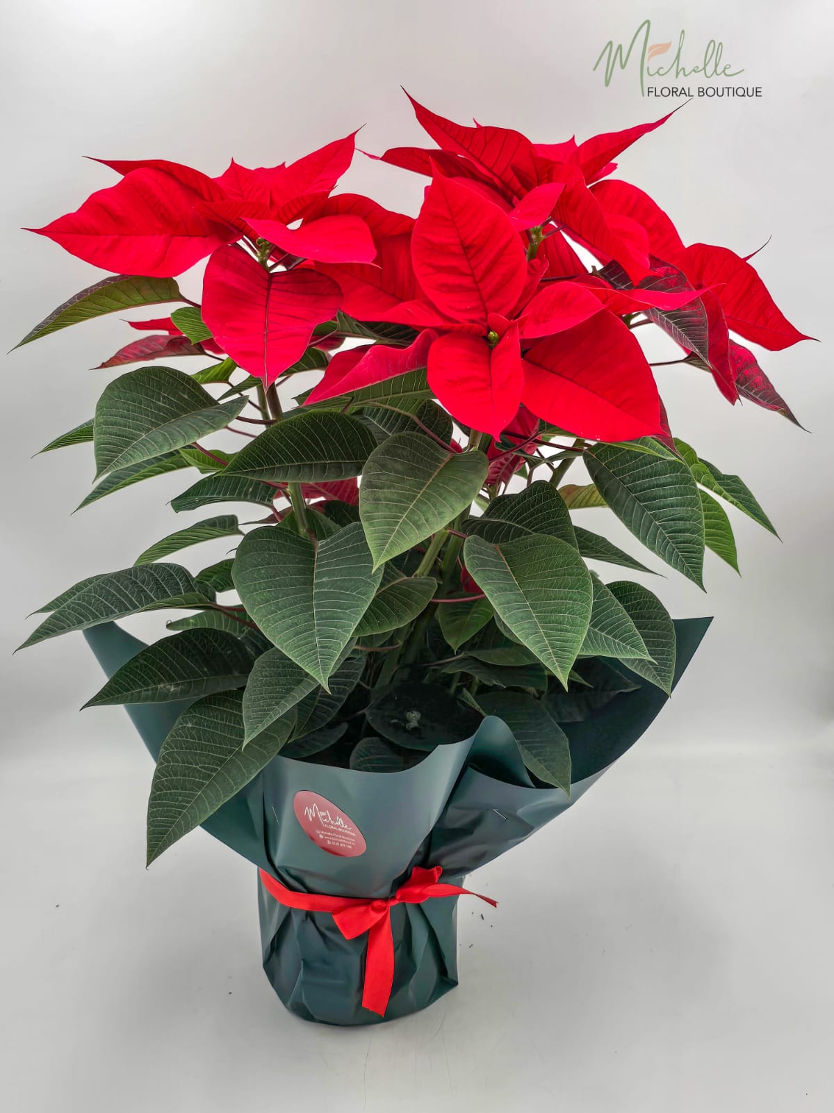 Craciunita (Steaua Craciunului)