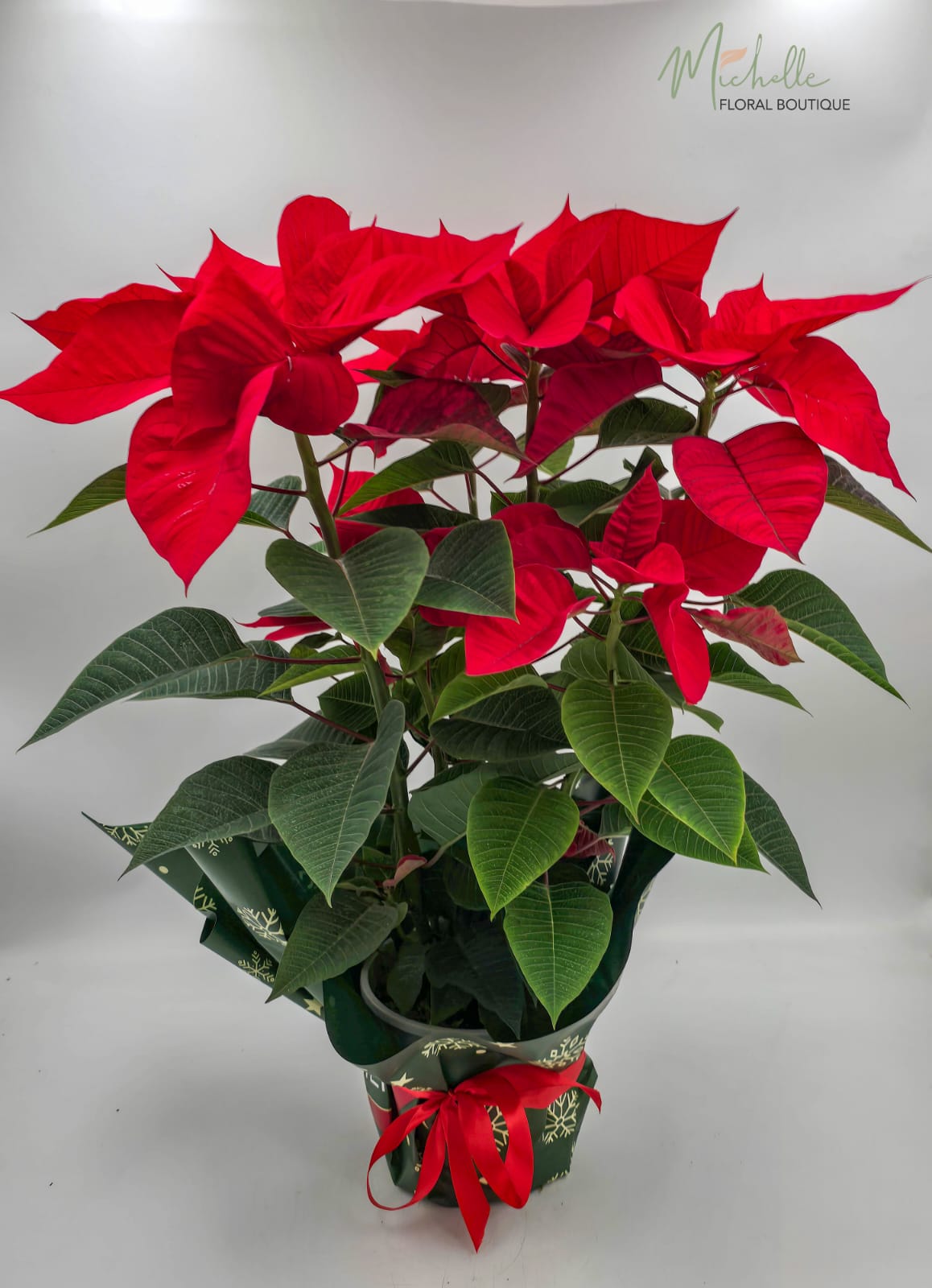 Craciunita (Steaua Craciunului)